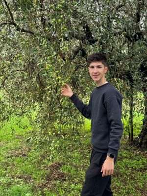 D'Olive: Prima livadă de măslini românească este, de astăzi, în Creta